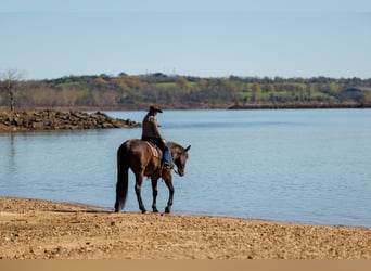 Trekpaard Mix, Ruin, 11 Jaar, 178 cm, Roan-Bay