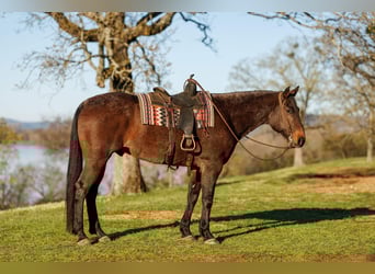 Trekpaard Mix, Ruin, 11 Jaar, 178 cm, Roan-Bay