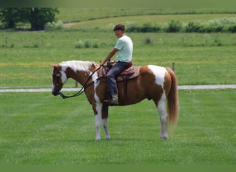 Trekpaard, Ruin, 11 Jaar, Gevlekt-paard