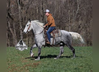 Trekpaard, Ruin, 12 Jaar, 157 cm, Appelschimmel