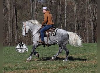 Trekpaard, Ruin, 12 Jaar, 157 cm, Appelschimmel