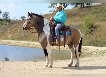 Trekpaard Mix, Ruin, 12 Jaar, 160 cm, Tobiano-alle-kleuren