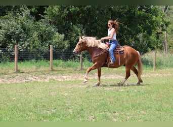 Trekpaard, Ruin, 12 Jaar, 163 cm, Donkere-vos