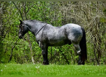 Trekpaard, Ruin, 12 Jaar, 170 cm, Roan-Blue