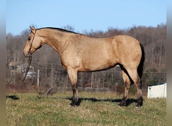 Trekpaard, Ruin, 12 Jaar, Buckskin