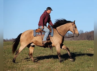 Trekpaard, Ruin, 12 Jaar, Buckskin