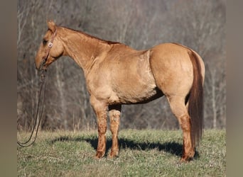 Trekpaard, Ruin, 13 Jaar, 155 cm, Falbe