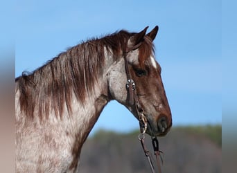 Trekpaard, Ruin, 13 Jaar, 155 cm, Roan-Red