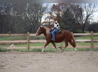 Trekpaard, Ruin, 13 Jaar, 157 cm, Donkere-vos