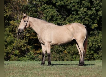 Trekpaard, Ruin, 13 Jaar, 160 cm, Buckskin
