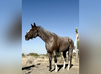 Trekpaard Mix, Ruin, 13 Jaar, 163 cm, Roan-Bay