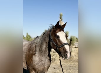 Trekpaard Mix, Ruin, 13 Jaar, 163 cm, Roan-Bay