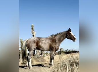 Trekpaard Mix, Ruin, 13 Jaar, 163 cm, Roan-Bay