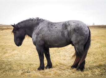 Trekpaard, Ruin, 13 Jaar, 173 cm, Roan-Blue
