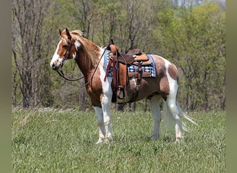 Trekpaard, Ruin, 14 Jaar, 155 cm, Tobiano-alle-kleuren