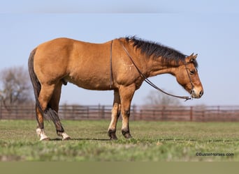 Trekpaard, Ruin, 14 Jaar, 160 cm, Buckskin