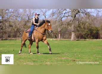 Trekpaard, Ruin, 14 Jaar, 160 cm, Buckskin