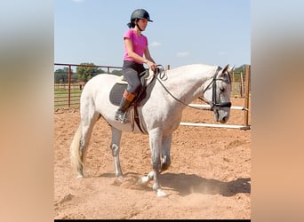 Trekpaard Mix, Ruin, 14 Jaar, 160 cm, Schimmel