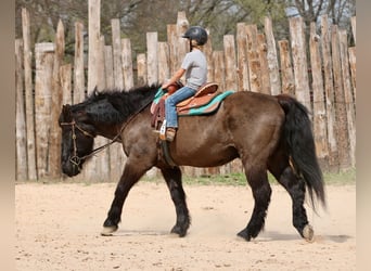 Trekpaard Mix, Ruin, 14 Jaar, 160 cm, Zwart