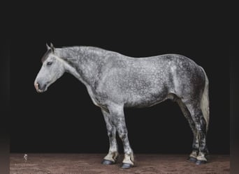 Trekpaard, Ruin, 14 Jaar, 175 cm, Appelschimmel