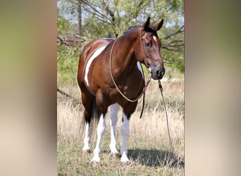 Trekpaard, Ruin, 15 Jaar, 157 cm, Roodbruin