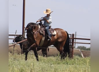 Trekpaard Mix, Ruin, 15 Jaar, 160 cm, Roodbruin