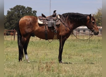 Trekpaard Mix, Ruin, 15 Jaar, 160 cm, Roodbruin
