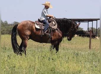 Trekpaard Mix, Ruin, 15 Jaar, 160 cm, Roodbruin