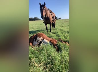 Trekpaard Mix, Ruin, 15 Jaar, 160 cm, Roodbruin