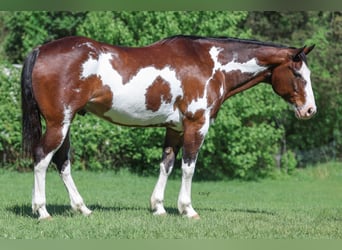 Trekpaard Mix, Ruin, 15 Jaar, 163 cm, Gevlekt-paard