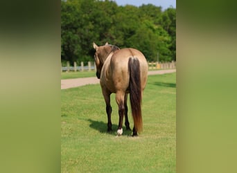 Trekpaard Mix, Ruin, 15 Jaar, Buckskin
