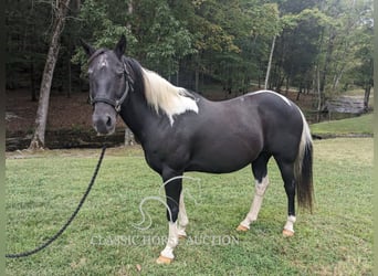 Trekpaard, Ruin, 16 Jaar, 142 cm, Tobiano-alle-kleuren