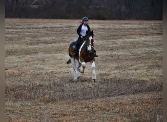 Trekpaard Mix, Ruin, 3 Jaar, 152 cm, Roodbruin