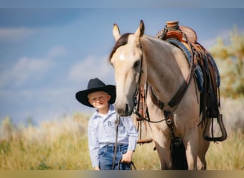 Trekpaard Mix, Ruin, 3 Jaar, 155 cm, Buckskin
