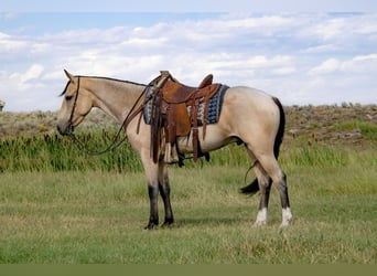 Trekpaard Mix, Ruin, 3 Jaar, 155 cm, Buckskin