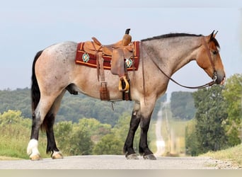 Trekpaard Mix, Ruin, 3 Jaar, 160 cm, Roan-Bay