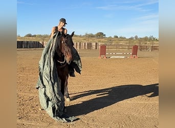 Trekpaard, Ruin, 3 Jaar, 163 cm, Roodbruin