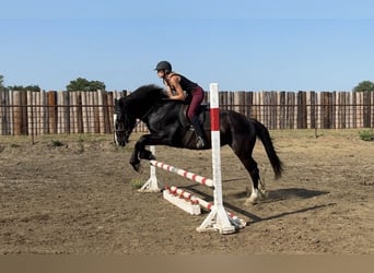 Trekpaard Mix, Ruin, 3 Jaar, 165 cm, Zwart