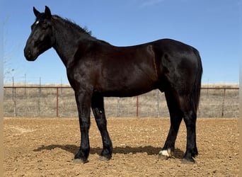 Trekpaard, Ruin, 3 Jaar, 170 cm, Zwart