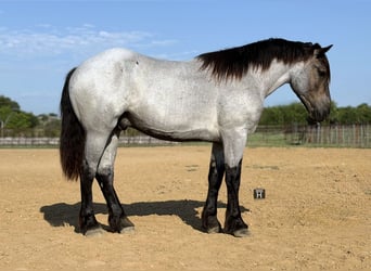 Trekpaard Mix, Ruin, 3 Jaar, 173 cm, Roan-Blue
