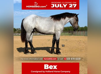 Trekpaard Mix, Ruin, 3 Jaar, 173 cm, Roan-Blue