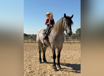 Trekpaard Mix, Ruin, 3 Jaar, 173 cm, Schimmel