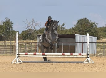 Trekpaard Mix, Ruin, 3 Jaar, 173 cm, Schimmel