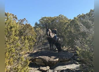 Trekpaard, Ruin, 3 Jaar, 178 cm, Zwart