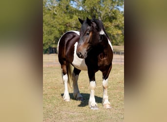 Trekpaard Mix, Ruin, 3 Jaar, Gevlekt-paard