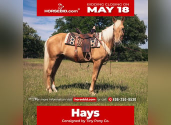 Trekpaard Mix, Ruin, 3 Jaar, Palomino