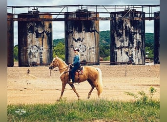 Trekpaard Mix, Ruin, 3 Jaar, Palomino