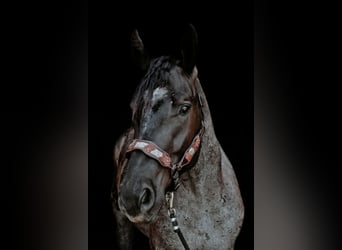 Trekpaard Mix, Ruin, 3 Jaar, Roan-Blue