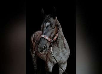 Trekpaard Mix, Ruin, 3 Jaar, Roan-Blue