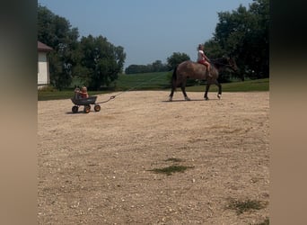 Trekpaard Mix, Ruin, 3 Jaar, Roan-Blue